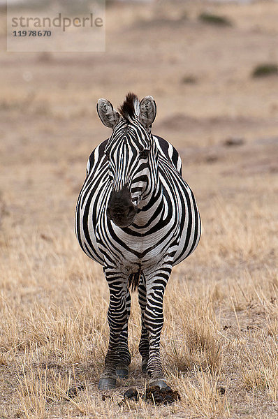 Zebra (Equus quagga)  Masai Mara  Kenia