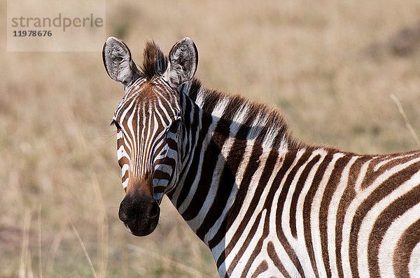 Zebra (Equus quagga)  Masai Mara  Kenia