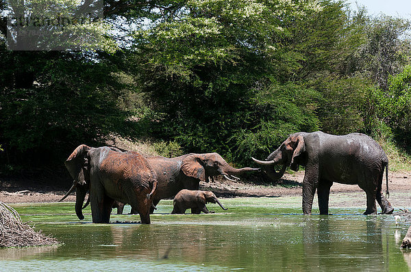 Trinkende Elefanten (Loxodonta africana)  Lualenyi-Wildreservat  Tsavo  Kenia