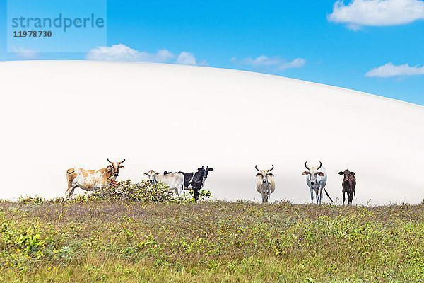Kühe im Jericoacoara-Nationalpark  Ceara  Brasilien  Südamerika