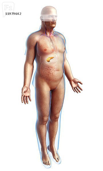 Illustration der männlichen Bauchspeicheldrüse.