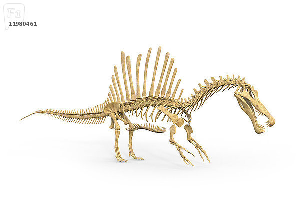 Skelettstruktur des Dinosauriers Spinosaurus  Illustration. Diese Dinosaurier lebten in der Kreidezeit  vor etwa 112 bis 94 Millionen Jahren.