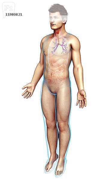 Illustration der männlichen Luftröhre und Bronchien.