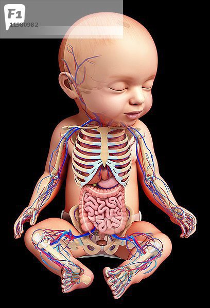 Illustration der Anatomie eines Babys.