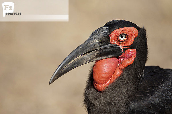 Südlicher Bodenhornvogel (Bucorvus leadbeateri)  Kruger National Park  Südafrika.