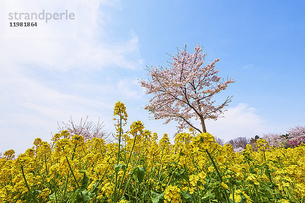 Kirschblüten in voller Blüte und Rapsblüten  Präfektur Gunma  Japan