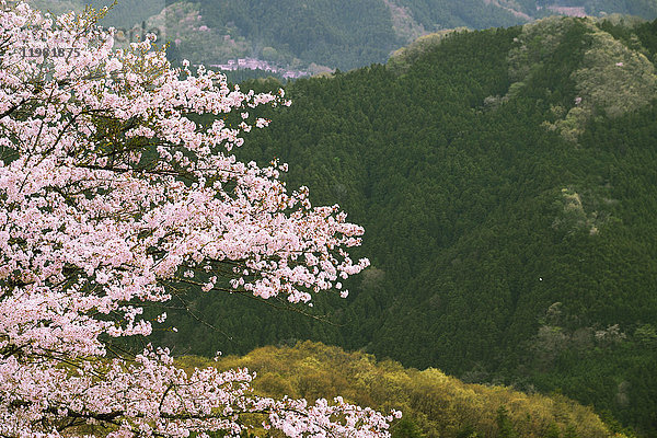 Blühende Kirschblüten im Waldpark der Präfektur Gunma  Präfektur Gunma  Japan