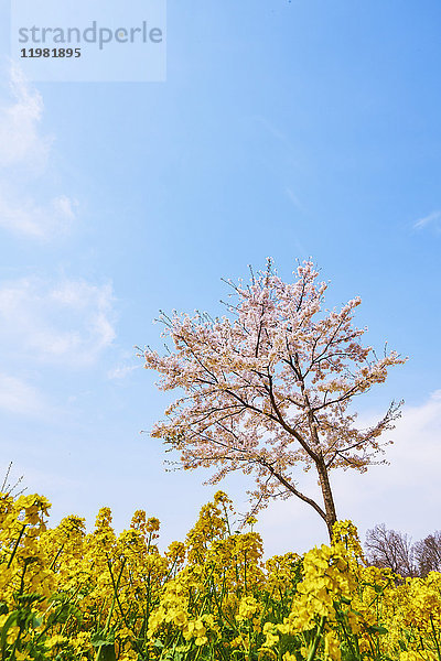 Kirschblüten in voller Blüte und Rapsblüten  Präfektur Gunma  Japan