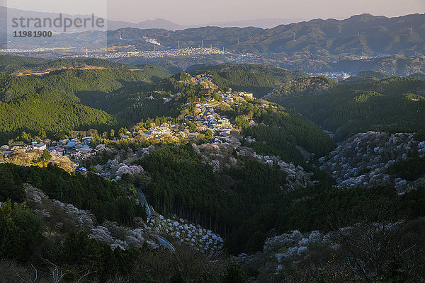 Blühende Kirschblüten am Berg Yoshino  Präfektur Nara  Japan