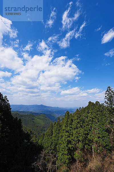 Zedernwald am Berg Yoshino  Präfektur Nara  Japan