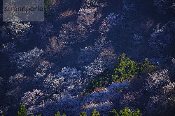 Blühende Kirschblüten am Berg Yoshino  Präfektur Nara  Japan