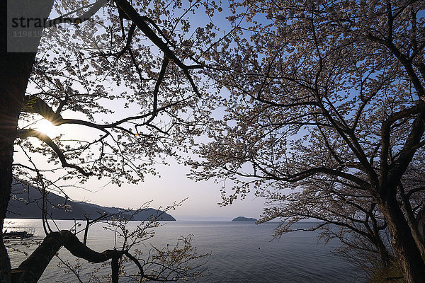 Kirschblüten in voller Blüte am Biwa-See  Präfektur Shiga  Japan