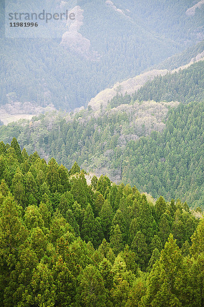 Baumkronen im Gunma Prefectural Forest Park  Präfektur Gunma  Japan