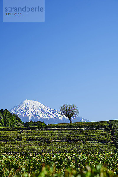 Morgenblick auf den Berg Fuji und die Teeplantage an einem klaren Tag  Präfektur Shizuoka  Japan