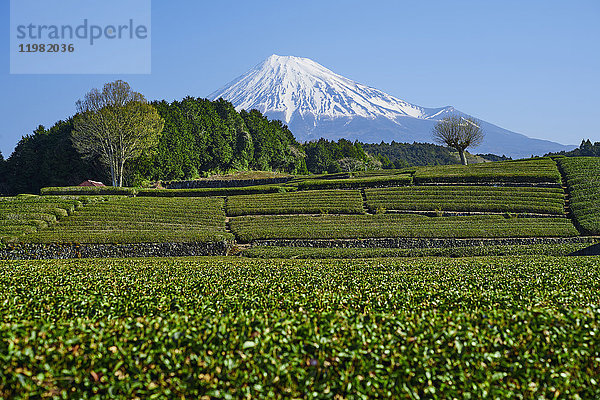 Morgenblick auf den Berg Fuji und die Teeplantage an einem klaren Tag  Präfektur Shizuoka  Japan