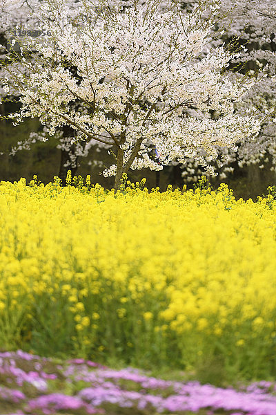 Kirschblüten in voller Blüte und Rapsblüten  Präfektur Gunma  Japan