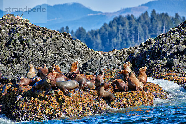 Stellersche Seelöwen  Eumetopias jubatus  Pacific Rim National Park Reserve  Vancouver Island  British Columbia  Kanada