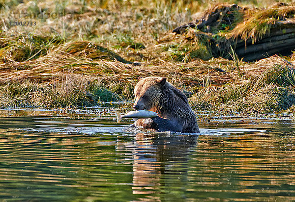 Grizzly  Ursus arctos horribilis  Great Bear Rainforest  British Columbia  Kanada