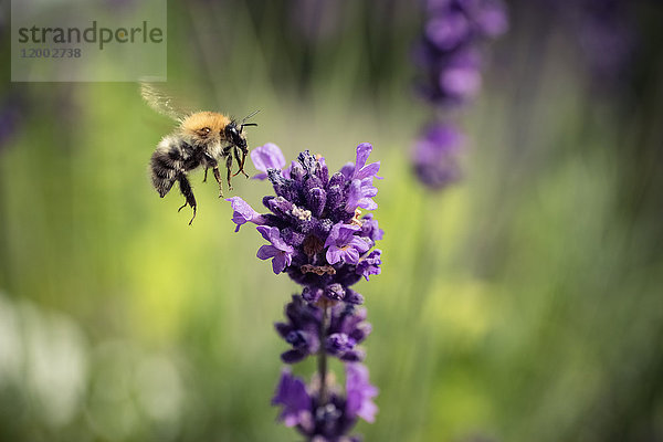 Gemeine Karderbiene  Bombus pascuorum  Schleswig-Holstein  Deutschland  Europa