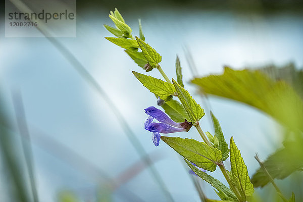 Gewöhnliches Jakobskreuzkraut  Scutellaria galericulata  Haseldorfer Marsch  Schleswig-Holstein  Deutschland  Europa