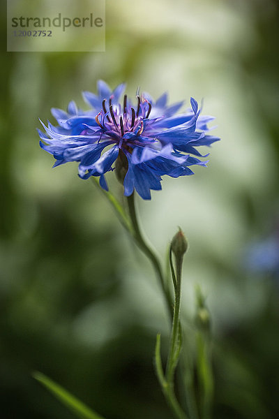 Kornblume  Centaurea cyanus  Schleswig-Holstein  Deutschland  Europa