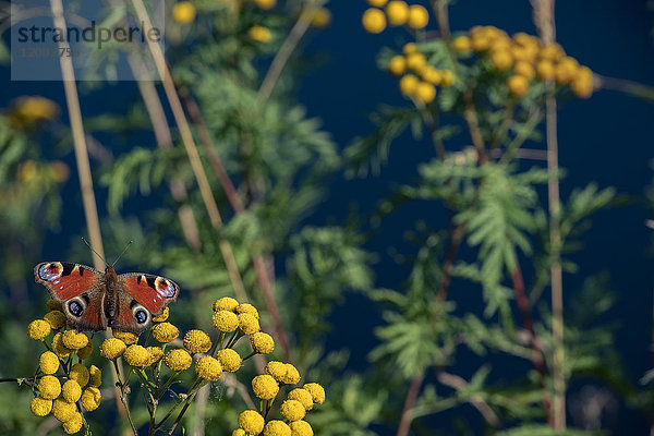 Schmetterling auf Rainfarn  Tanacetum vulgare  Oderteich  Oberharzer Wasserregal  Niedersachsen  Deutschland  Europa