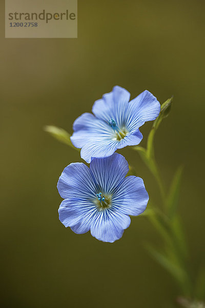 Flachs  Linum ussitatissimum  Schleswig-Holstein  Deutschland  Europa