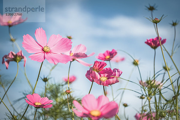 Kosmosblüte  Cosmos bipinnatus  Holm  Kreis Pinneberg  Schleswig-Holstein  Deutschland  Europa