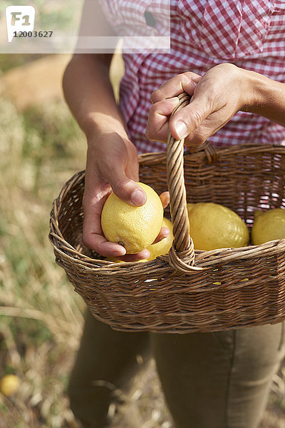 Frauenhände halten Korb mit Zitronen  Nahaufnahme