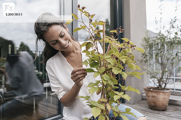 Lächelnde Frau  die sich um die Pflanze auf dem Balkon kümmert.