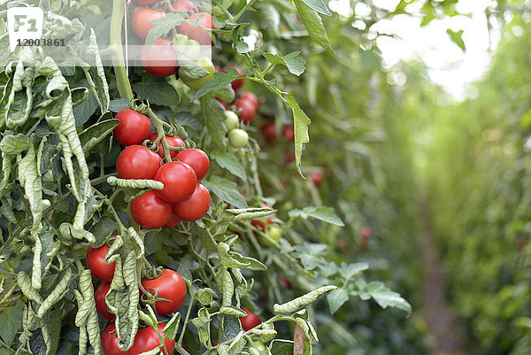 Tomatenpflanzen im Gewächshaus