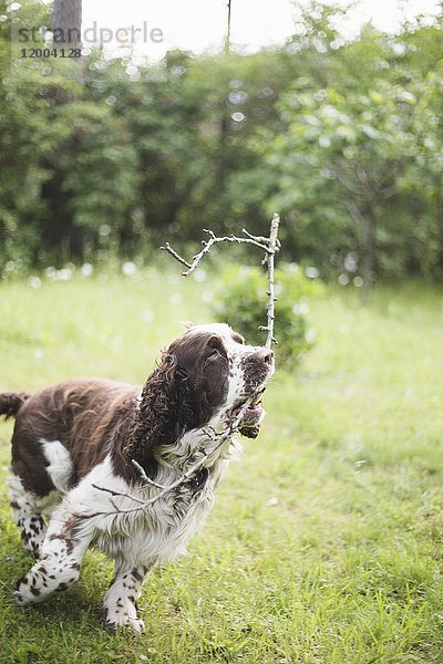 English Springer Spaniel läuft mit Stock auf Gras im Hinterhof