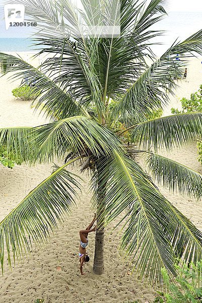 Junge Frau beim Handstand an der Palme am Strand