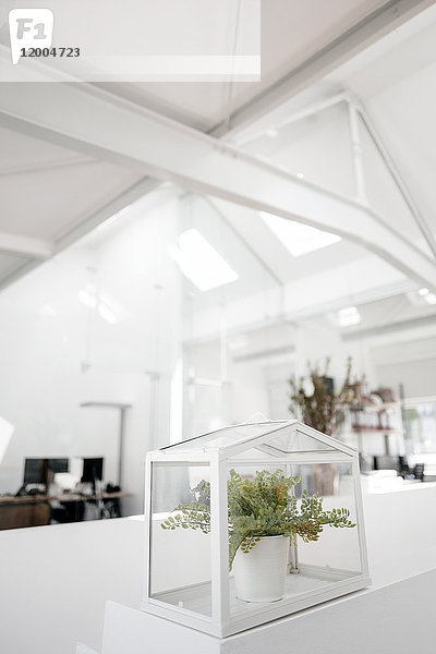 Pflanze im Glaskasten am Geländer im Büro