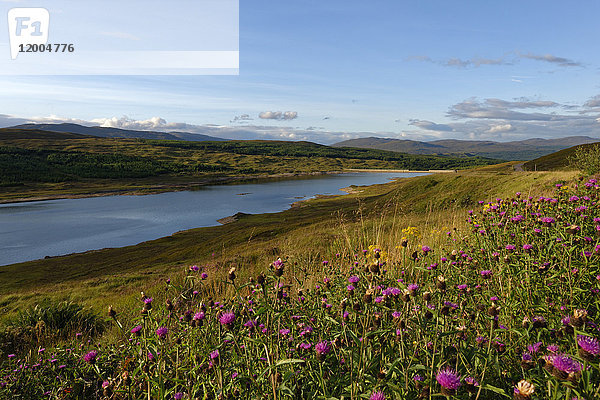 UK  Schottland  Northwest Highlands  Blumenwiese am Loch Loyne