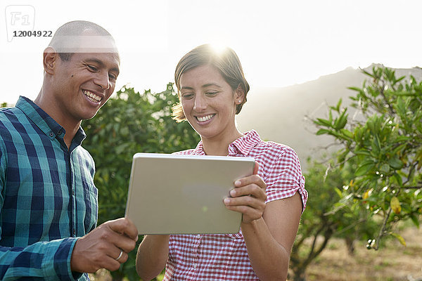 Lächelndes junges Paar schaut auf eine Tablette in einem Obstgarten