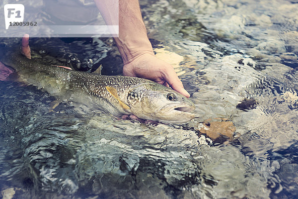 Slowenien  Mann Fliegenfischen in Soca Fluss fangen einen Fisch