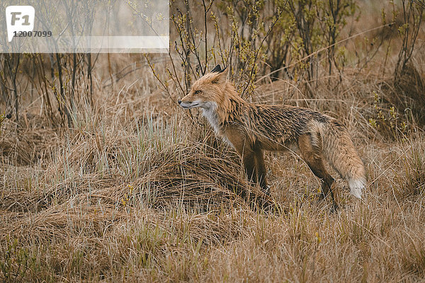 Fuchs im Wald stehend