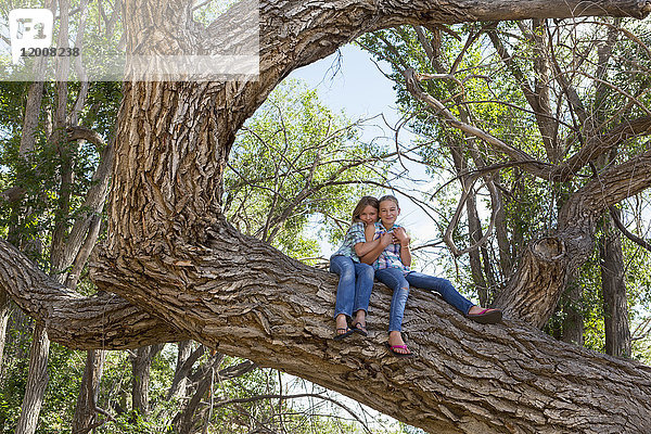 Kaukasische Mädchen  die sich umarmen und in einem Baum sitzen