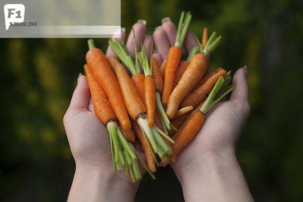 Hände einer Frau halten Karotten