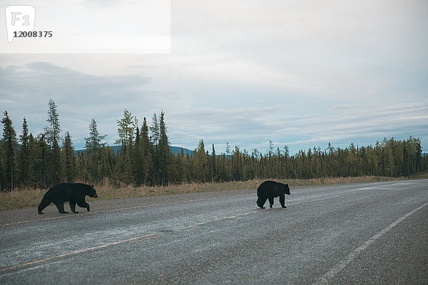 Bären überqueren Straße