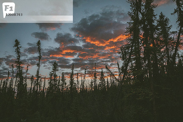 Sonnenuntergang auf Wolken im Wald