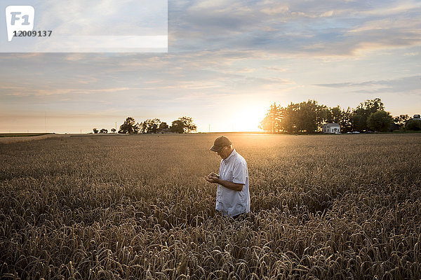 Kaukasischer Mann  der Weizen auf einem Feld untersucht