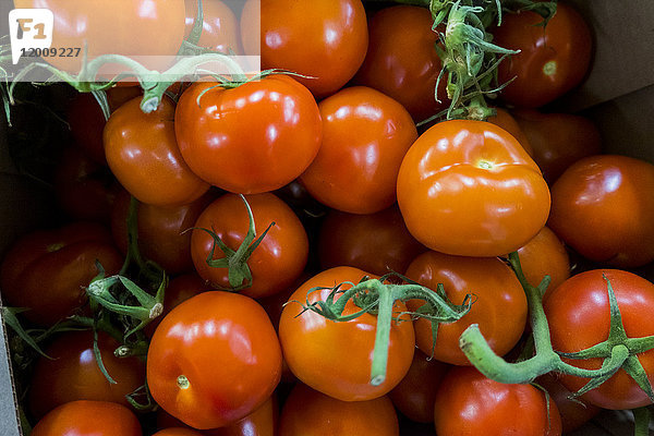 Stapel Tomaten auf Stängeln