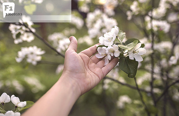 Hand einer kaukasischen Frau  die Blumen auf einem Zweig hält