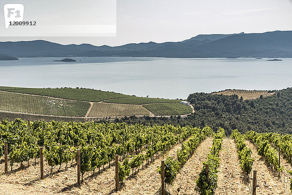 Blick auf einen Weinberg am Meer