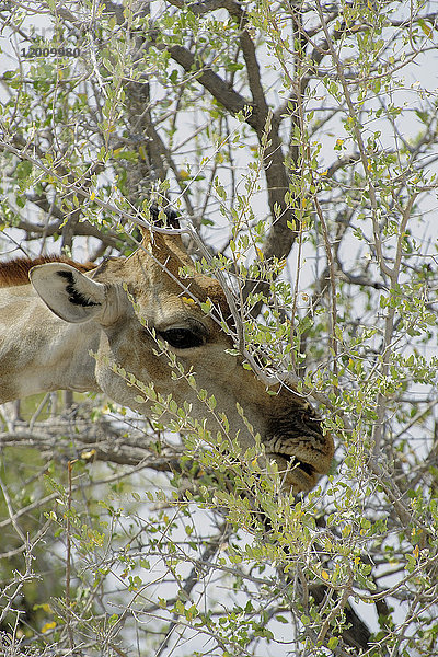 Afrika  Südliches Afrika  Namibia  Provinz im Norden: Omusati  Nationalpark: Etosha  Giraffe (Giraffa Camelopardalis)