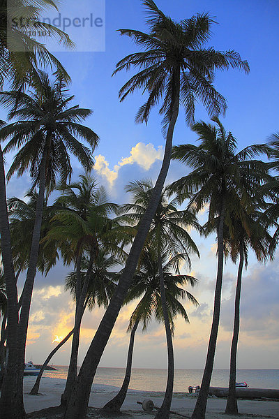 Malediven  Insel Maafushi  Sonnenuntergang  Palmen  Strand