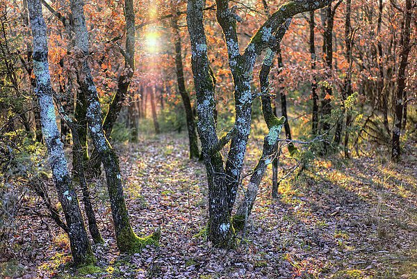 Europa  Frankreich Occitanie Aveyron Rougier de Camares Ein Eichenwald im Herbst.