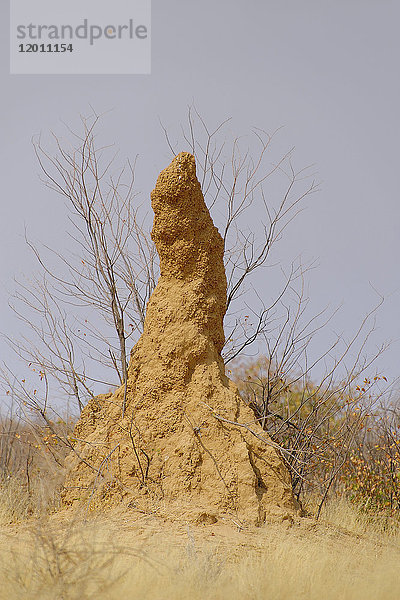 Afrika  Südliches Afrika  Namibia  Provinz im Norden: Omusati  Nationalpark: Etosha  Termitenhügel